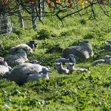 Schafherde Neu-Schoenberg